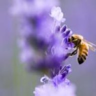الطلحي تركي