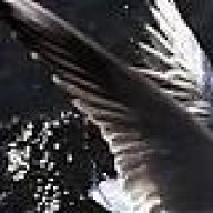 يسوم المطرفي