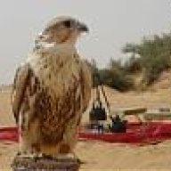الرمـــــش