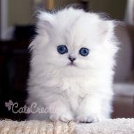 مــــــــــهــــار