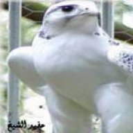 حفيد الشيخ