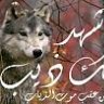 الذيب الطلحي الهذلي