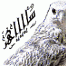 سااااهر