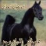 هذيل وادي نخله